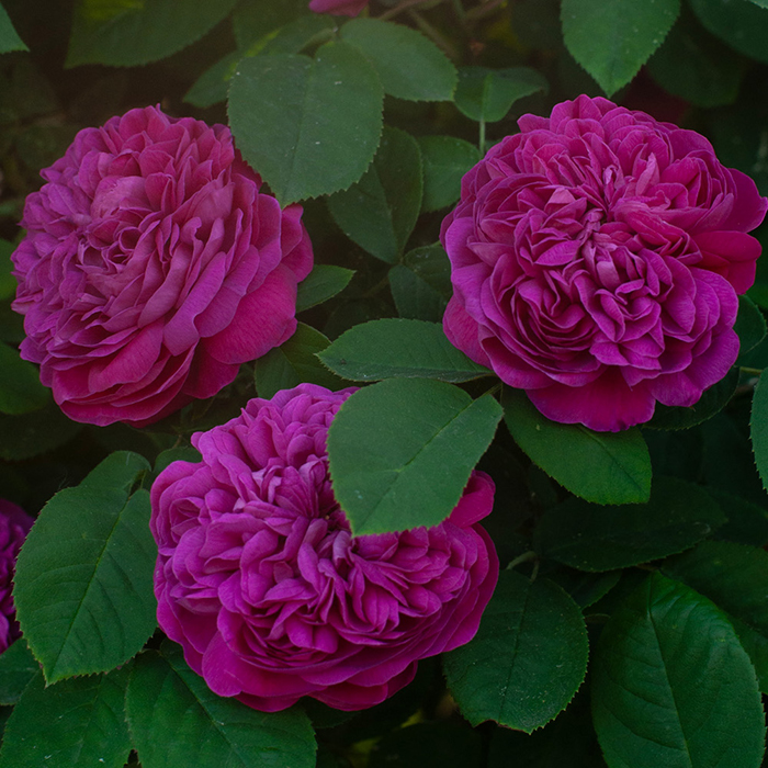 Rose De Rescht BR