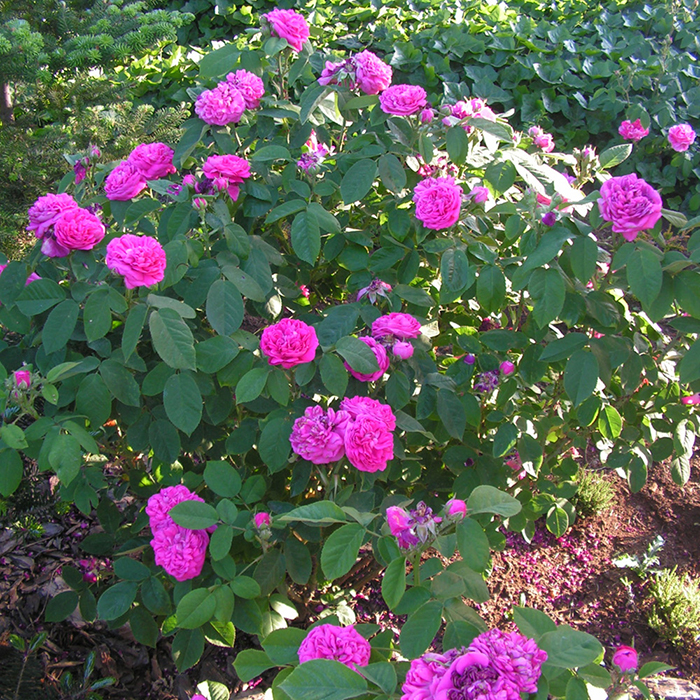 Rose De Rescht BR