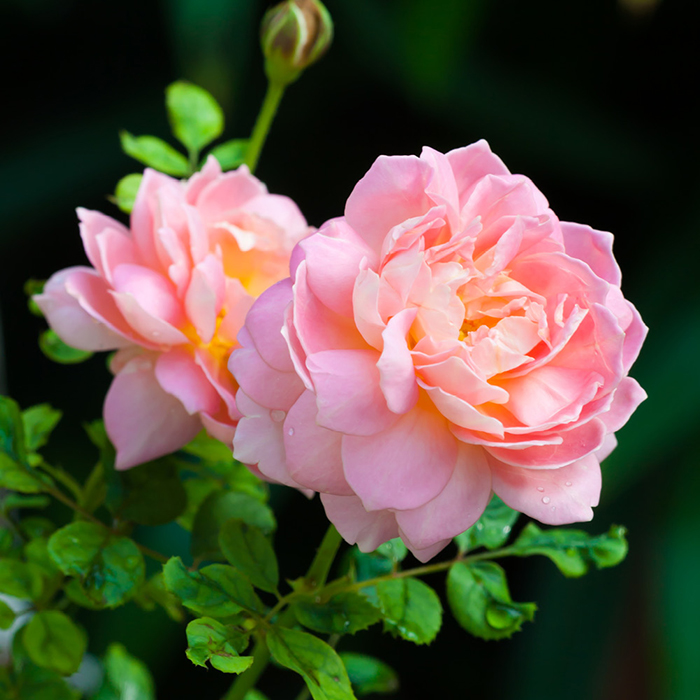 Rose Felicia BR
