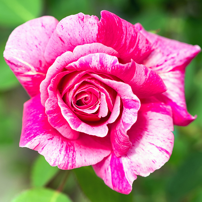 Rose Ferdinand Pichard BR