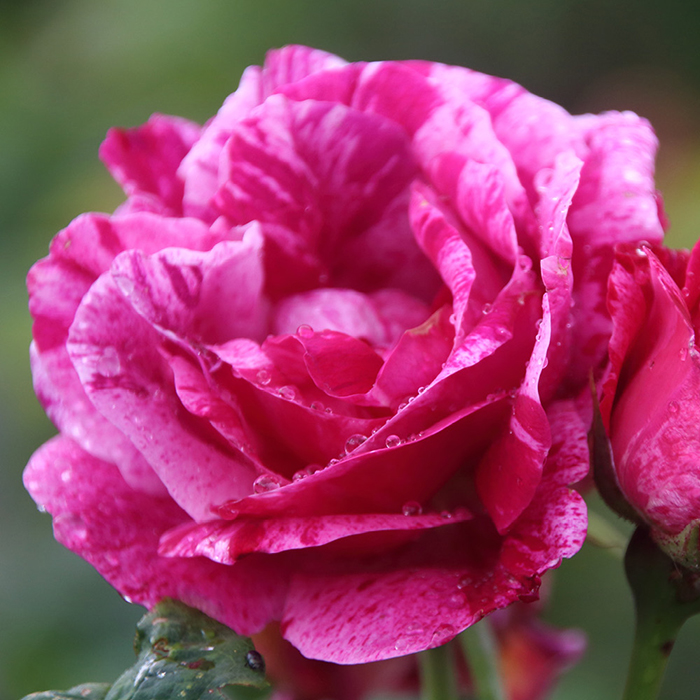 Rose Ferdinand Pichard BR x2