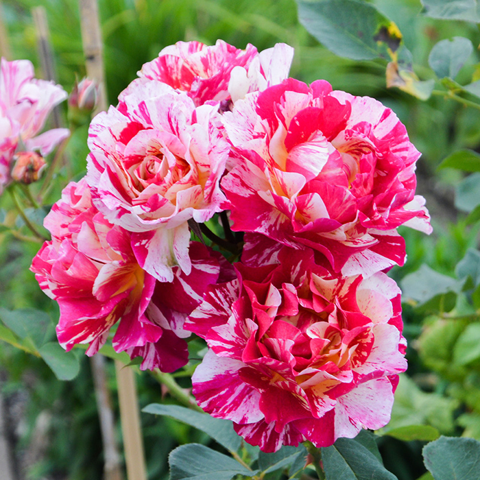 Rose Ferdinand Pichard BR x2