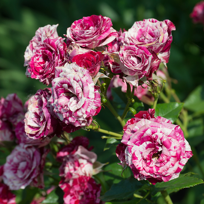 Rose Ferdinand Pichard BR x2