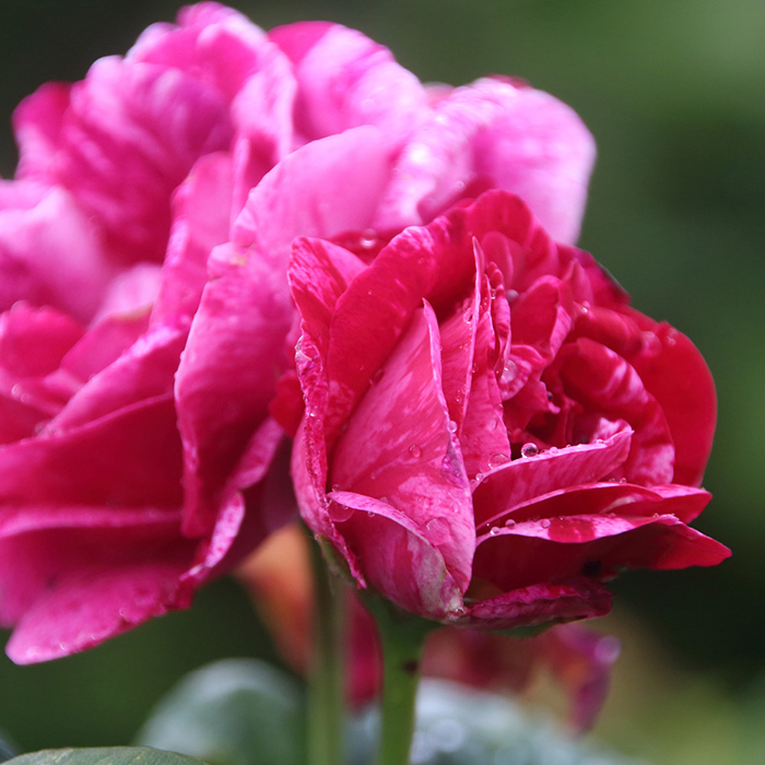 Rose Ferdinand Pichard BR x2