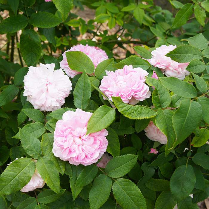 Rose Jacques Cartier BR