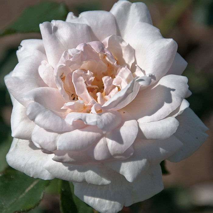 Rose Madame Alfred Carriere BR