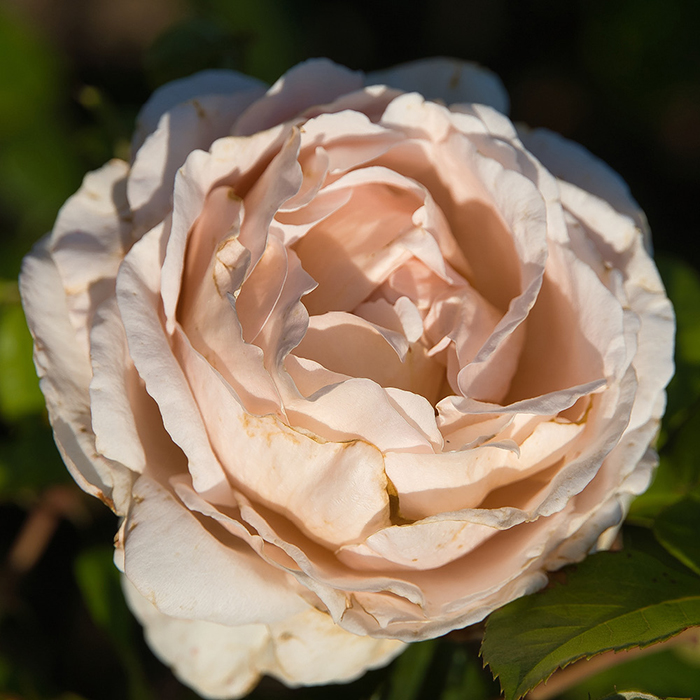 Rose Madame Alfred Carriere BR