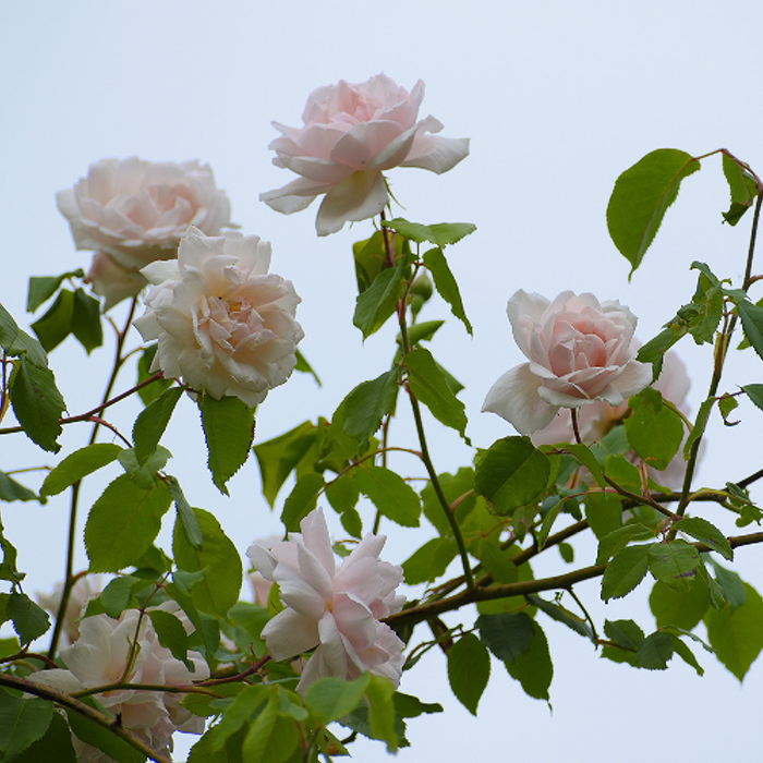 Rose Madame Alfred Carriere BR