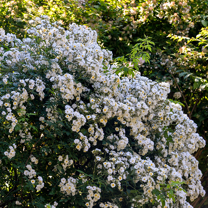 Rose Rambling Rector BR