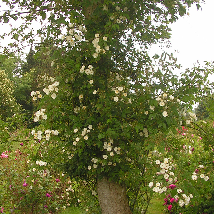 Rose Rambling Rector BR