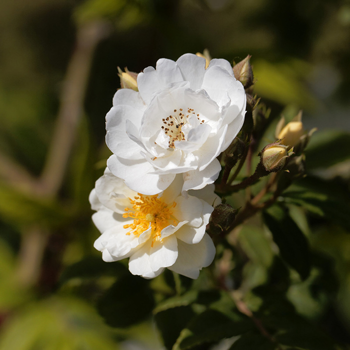 Rose Rambling Rector BR x2