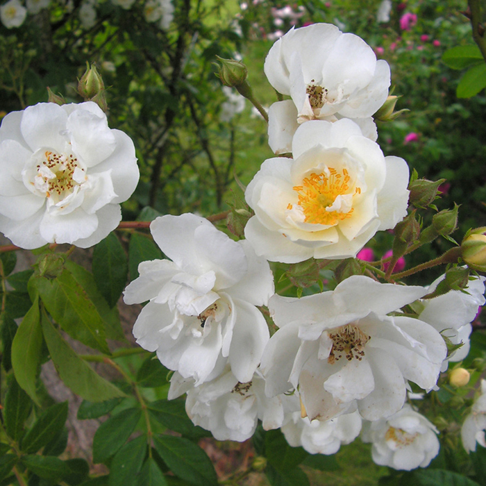 Rose Rambling Rector BR x2