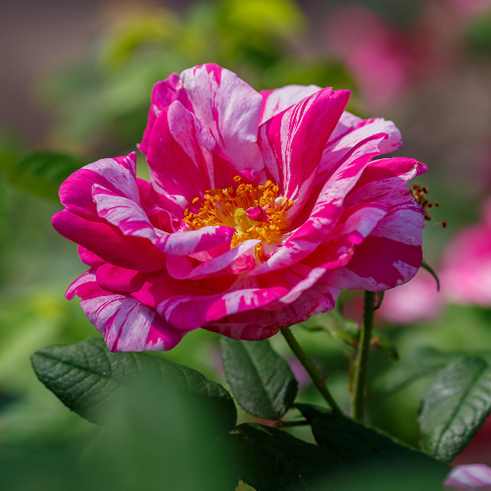 Rose Rosa Mundi BR