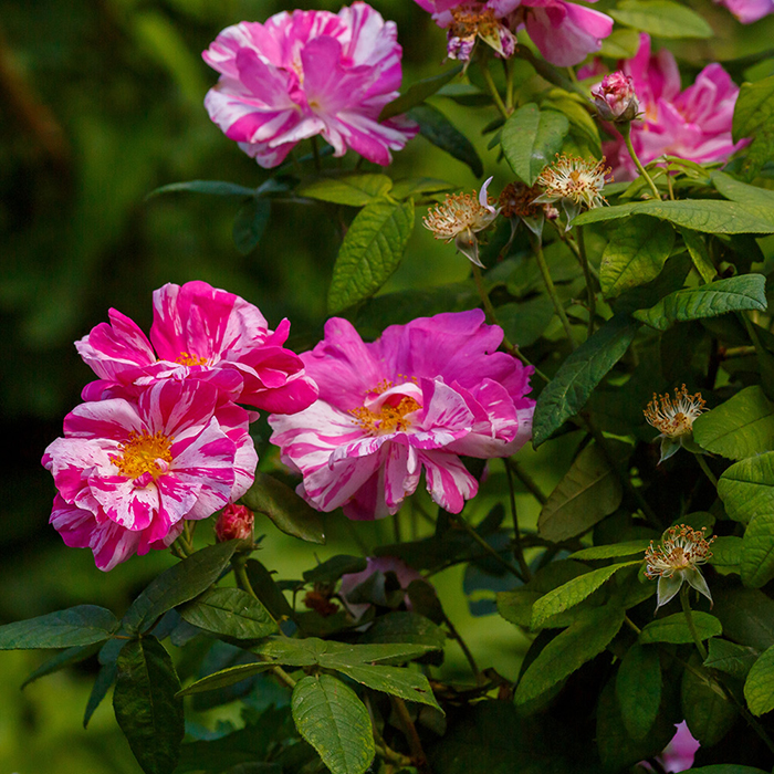 Rose Rosa Mundi BR
