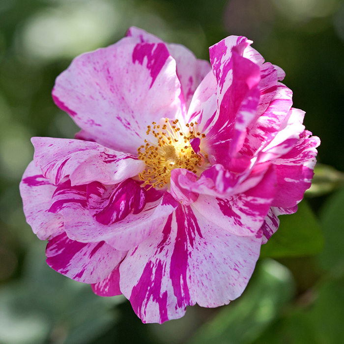 Rose Rosa Mundi BR
