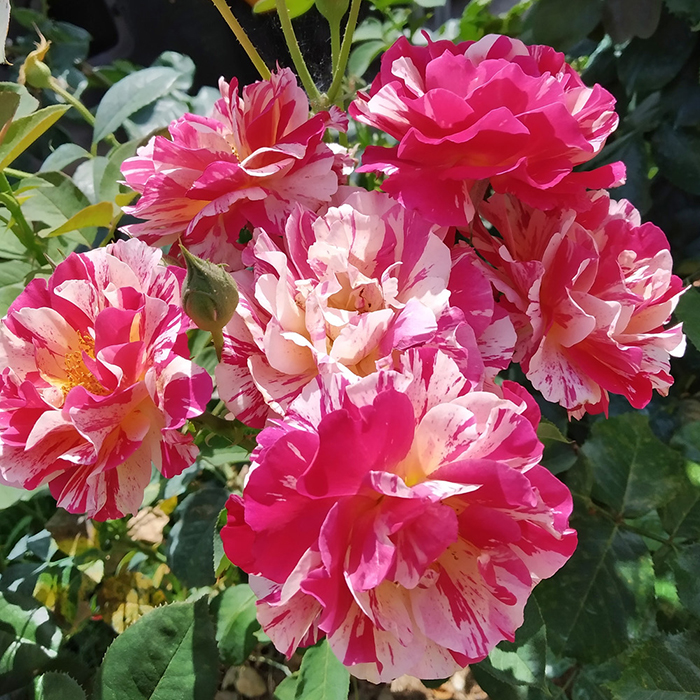 Rose Rosa Mundi BR x2