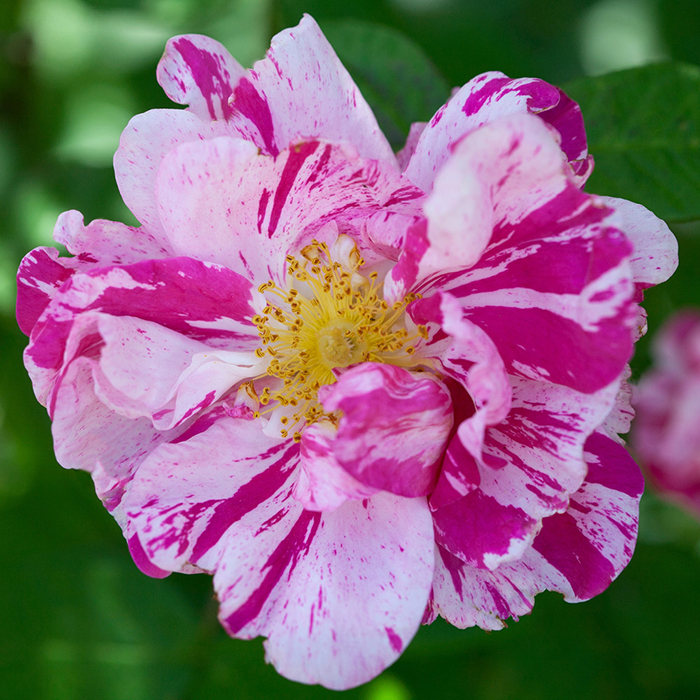Rose Rosa Mundi BR x2