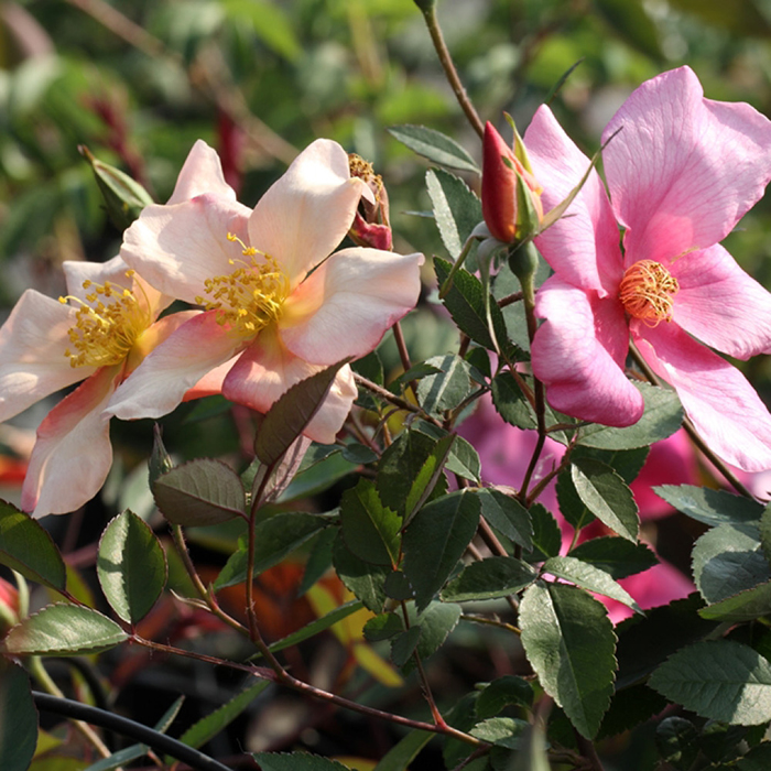 Rose x odorata Mutabilis BR