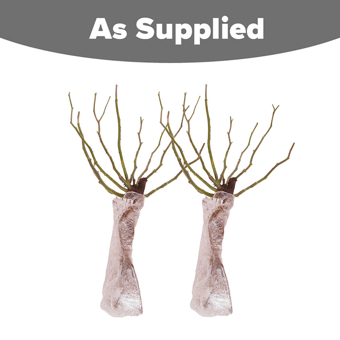 Rose Koko Loko BR x2