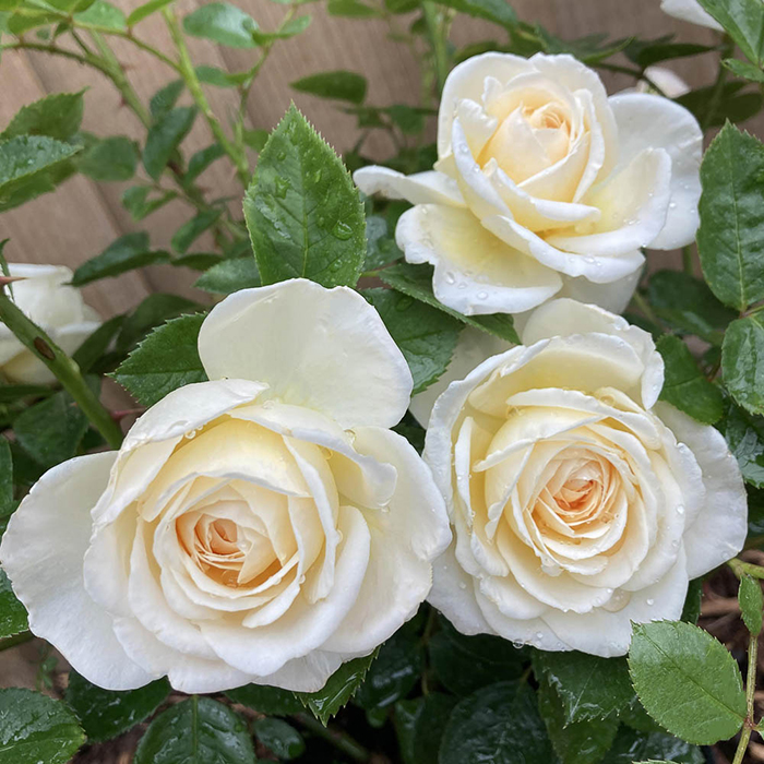 Rose Cream Abundance Standard 110-115cm BR