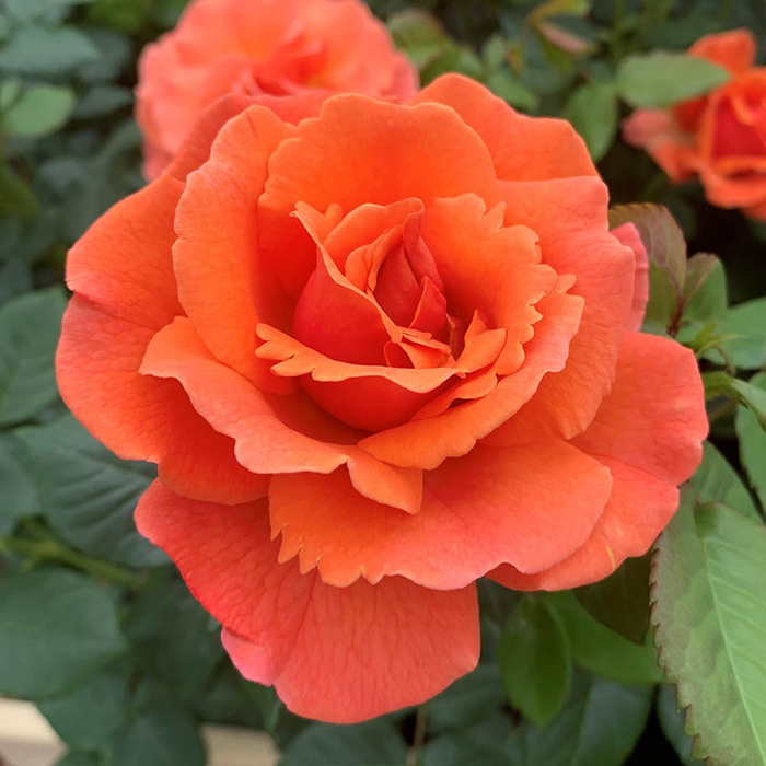 Rose Easy Does It Standard 110-115cm BR