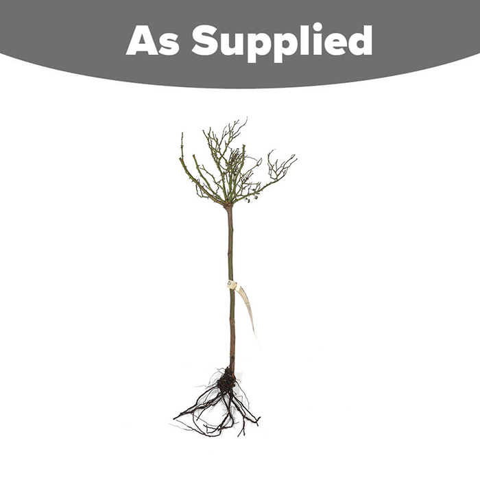 Rose Easy Does It Standard 110-115cm BR