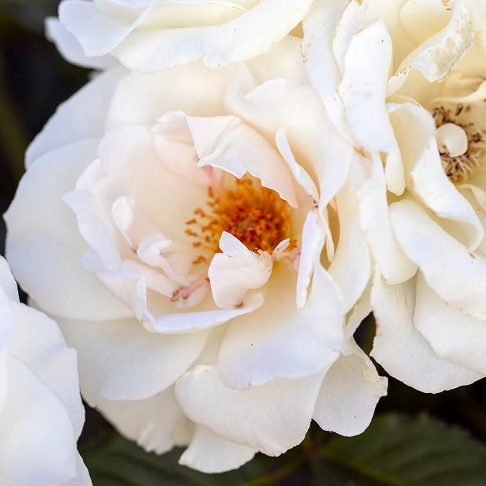 Rose Margaret Merril Standard 110-115cm BR