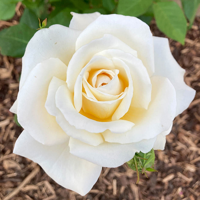 Rose Mary Berry Standard 110-115cm BR