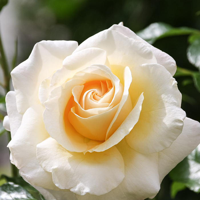 Rose Mary Berry Standard 110-115cm BR