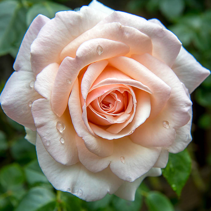 Rose Pearl Abundance Standard 110-115cm BR