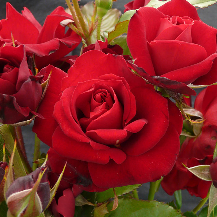 Rose Spirit of Britain Standard 110-115cm BR