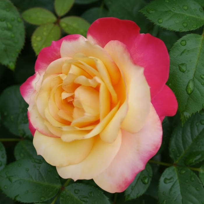 Rose 