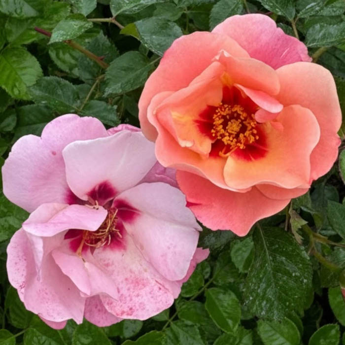 Rose Historic Royal Palaces Rose C BR