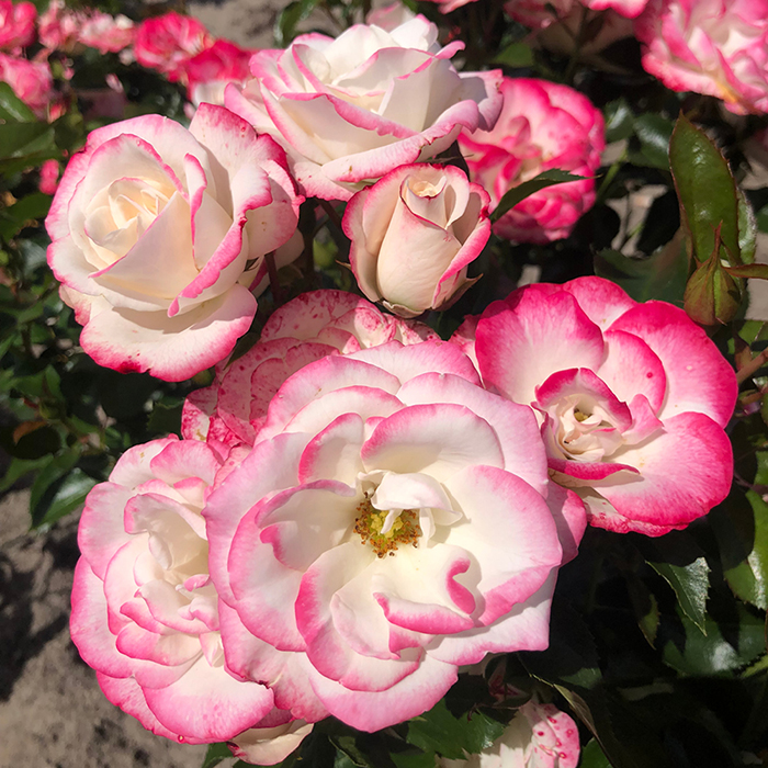 Rose Art Deco (ROTY 2027) BR