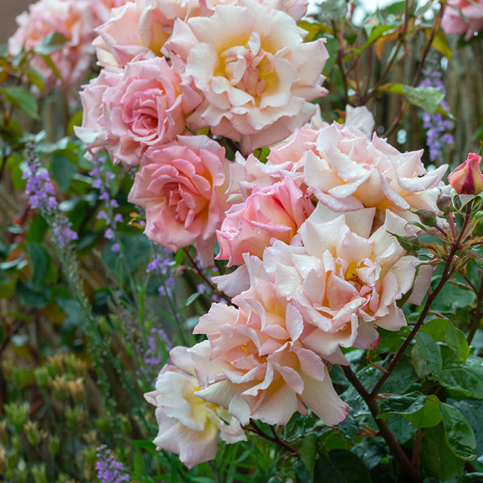 Rose Clg Compassion BR