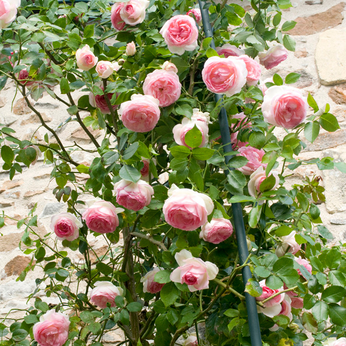 Rose Clg Eden 88 BR