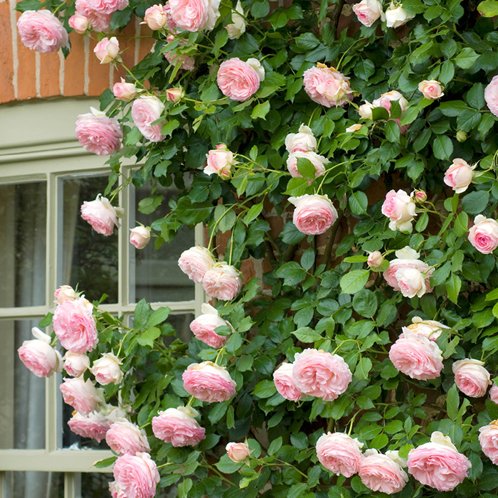 Rose Clg Eden 88 BR
