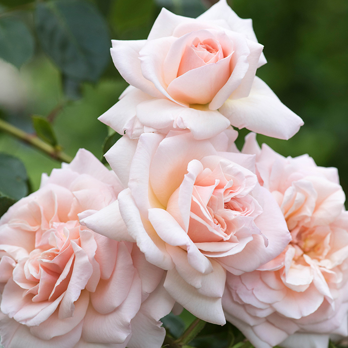 Rose Clg Penny Lane BR