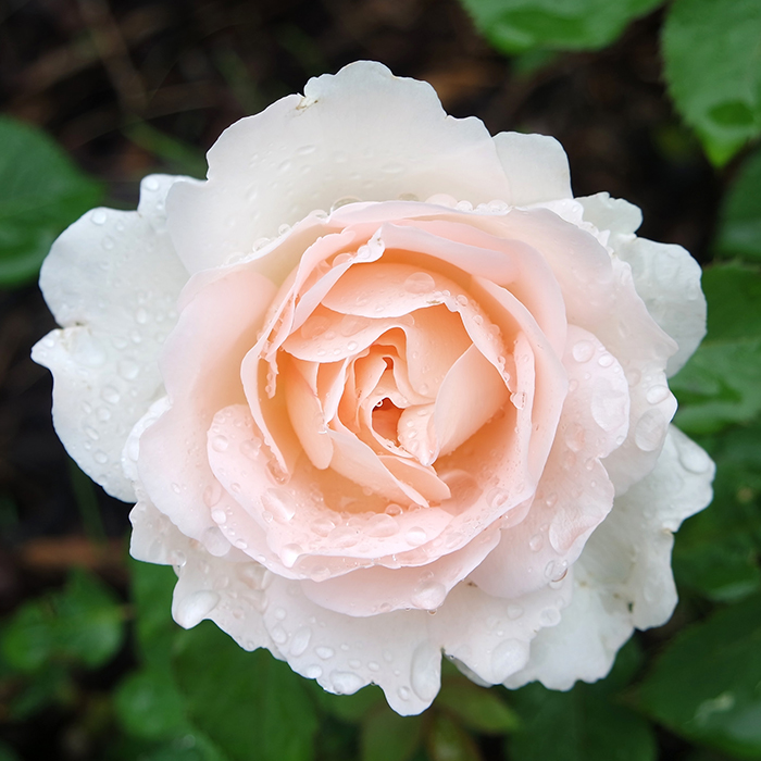Rose Clg Penny Lane BR