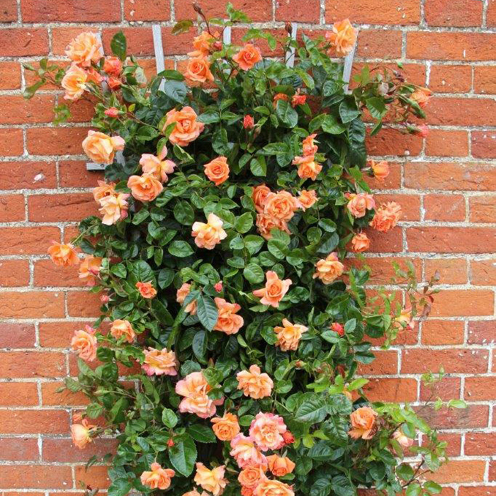 Rose Clg Scent from Heaven BR