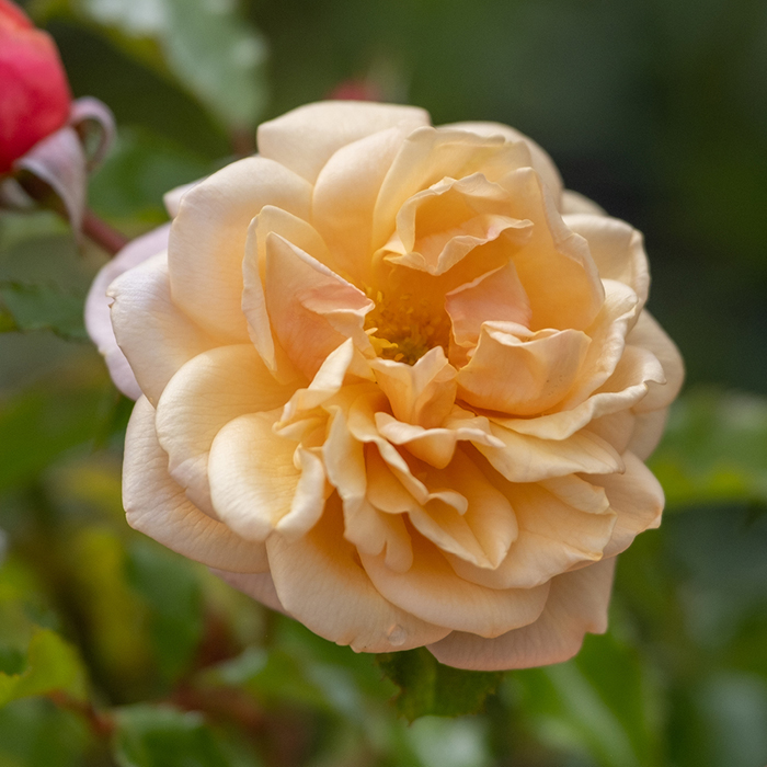 Rose Clg Susie BR