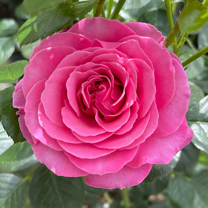 Rose Mum You are one in a million BR