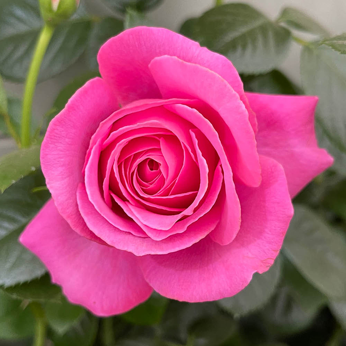 Rose Mum You are one in a million BR