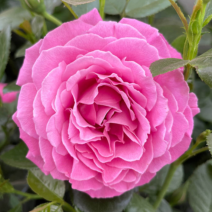 Rose Mum You are one in a million BR