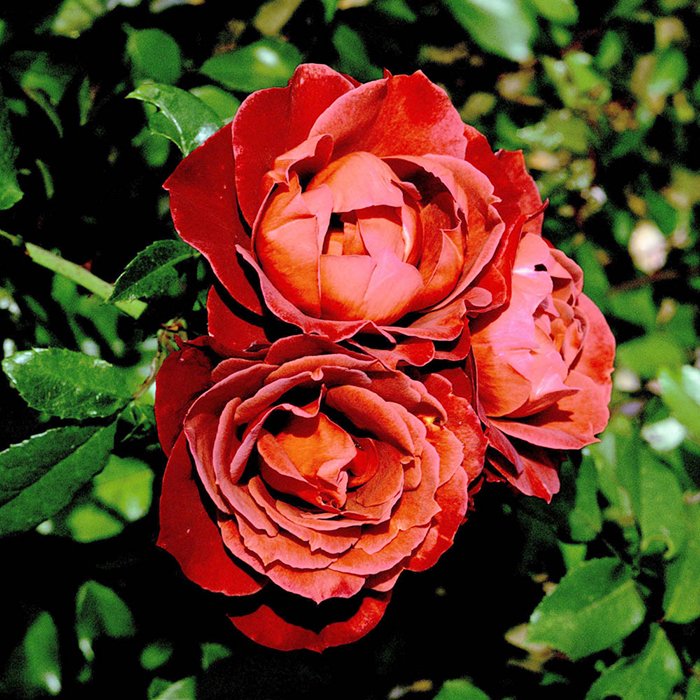 Rose Hot Chocolate BR