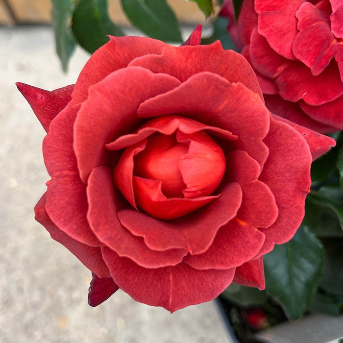 Rose Hot Chocolate BR