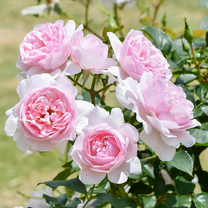 Rose Fab @ 90 BR