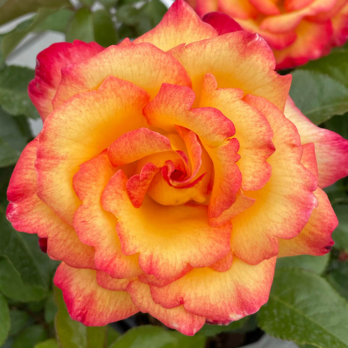Rose Sheilas Perfume BR