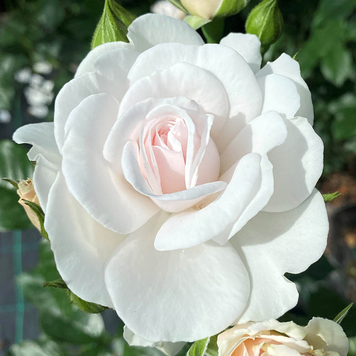 Rose Silver Wedding BR