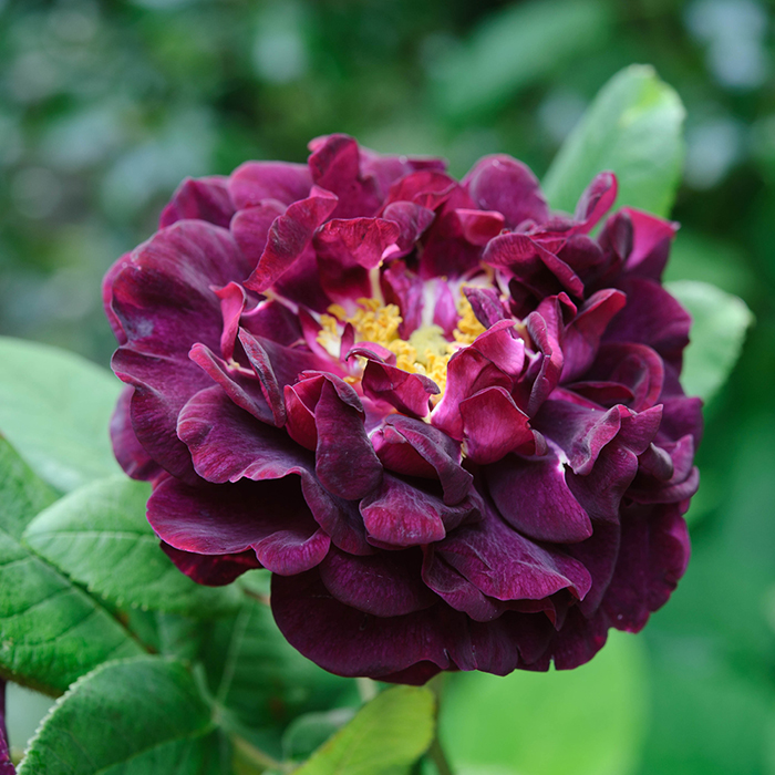 Rose Tuscany Superb BR